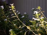 P1010057