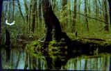 bog