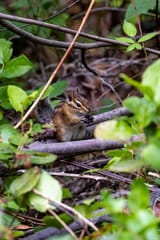 Chipmunk