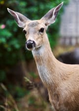 deer_LAB_magenta_yellow_shift_3
