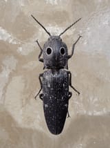 beetle on om5
