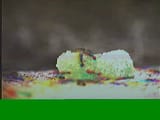 ants3