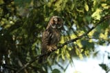 Asio otus
