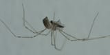 spider having a meal