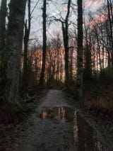 Forest at park 2