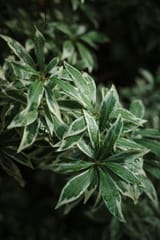 R0000274