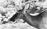 0628 Deer fur