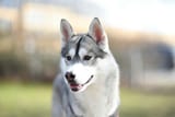 a close up of a husky dog with a blurry background