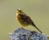 Emberiza citrinella