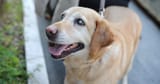 Caring-for-blind-dog