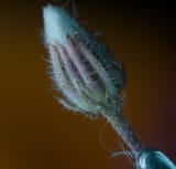 focus-stack_02