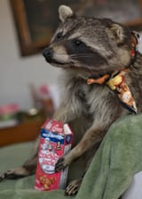 trashpanda