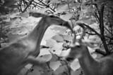 0715 Blurred Attack