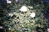 DSCF8222
