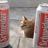 kot
