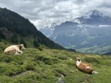 IMG_6781