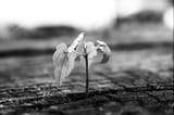 small tree
