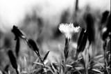 weeds