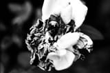 dead flower