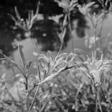 _DSC4172-Pano-positive