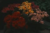 DSCF0759