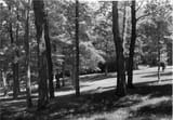 trees