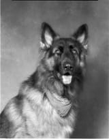 Fp4+dog3Imagon