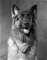 Fp4+dog