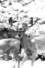 0960 loongdeer harsh