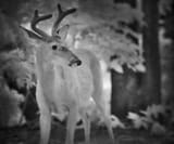 0947 lilbuck