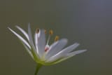 1121_stellaria_graminea_130725