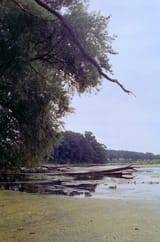 50d_branch