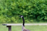 Z7220573_DxO