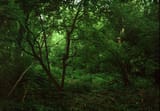 50d_woods