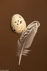 13_Student-Food-Photographer-of-the-Year_Lauren-Gilholm_Quail-Egg