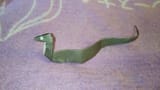 Snake_Montroll