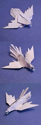 bird-5