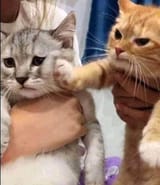 violence