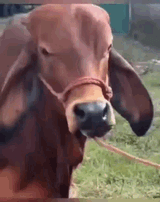cow-eyebrow