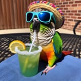 parrot margarita