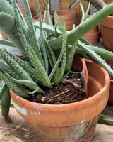 aloe