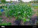 crop-of-corn-growing-in-the-allotments-in-early-summer-JGWMWT