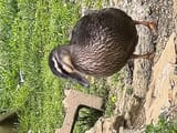 IMG_20250605_101527920_HDR