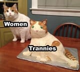 tranniescat