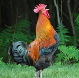 kukuku