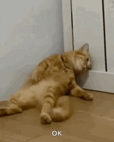 sad-cat