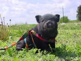how-to-care-for-your-pot-bellied-pig-3101801347