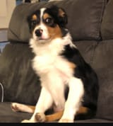 feelsdog