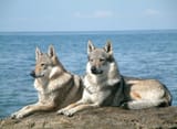 Czechoslovakian-Wolfdog-1-3429463295