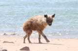 3hyena